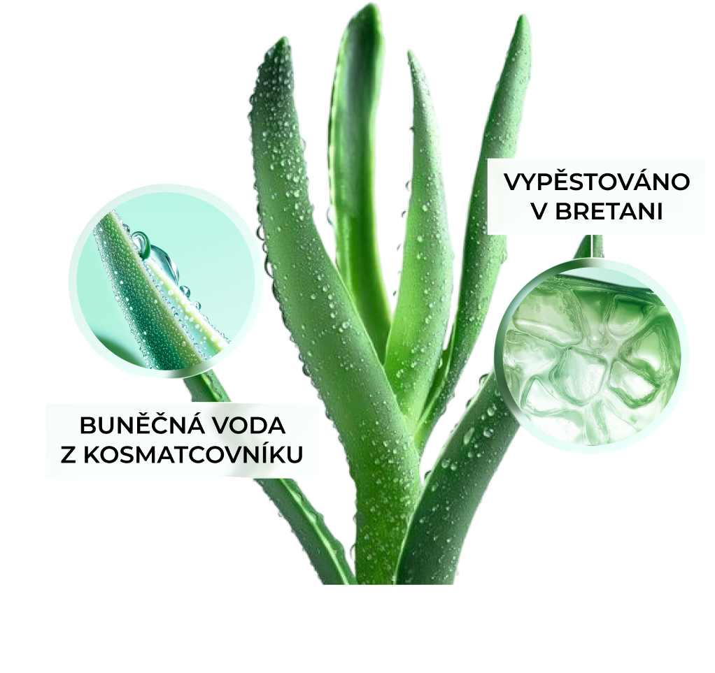 Eau cellulaire d'edulis, cultivée en Bretagne