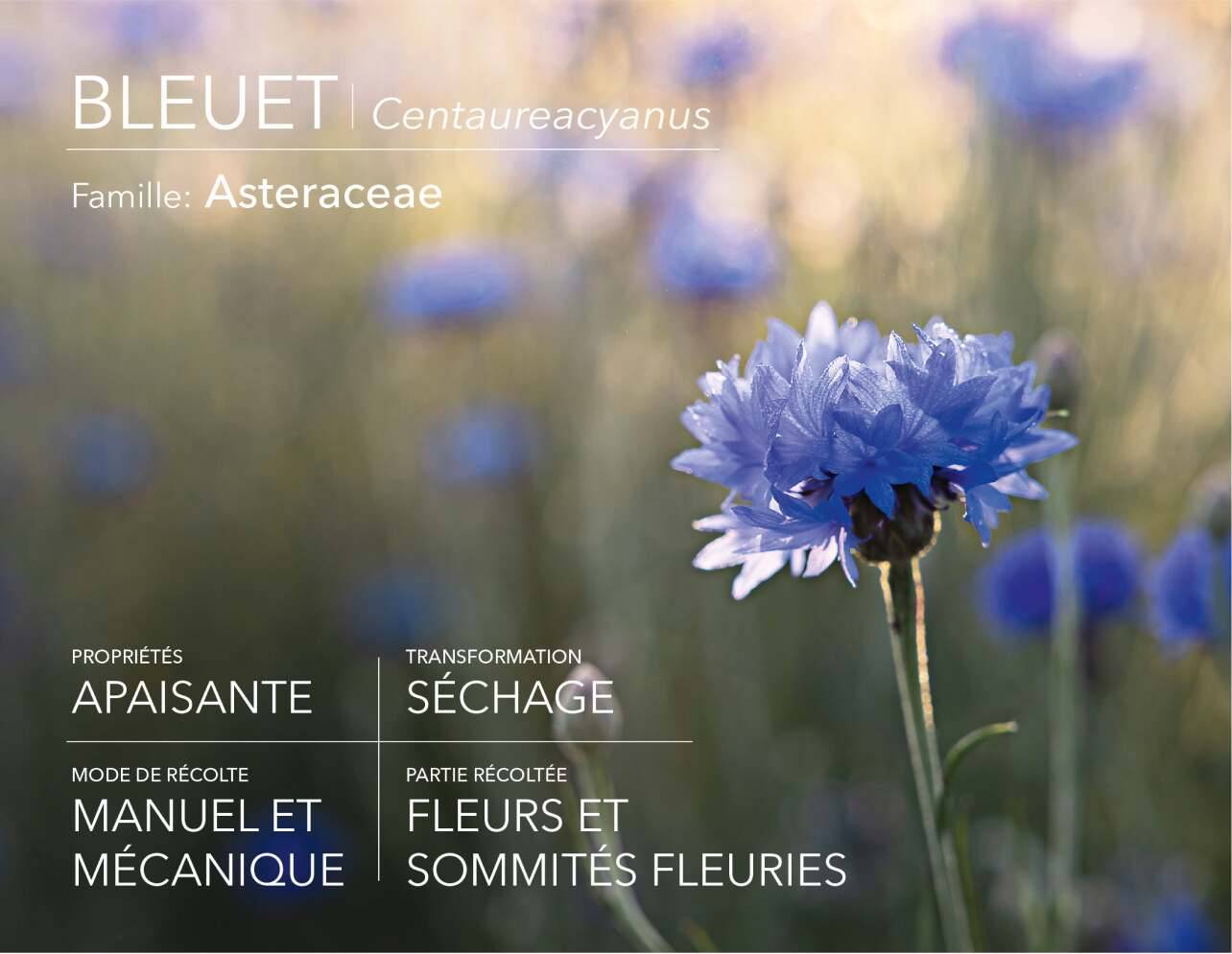 Cornflower