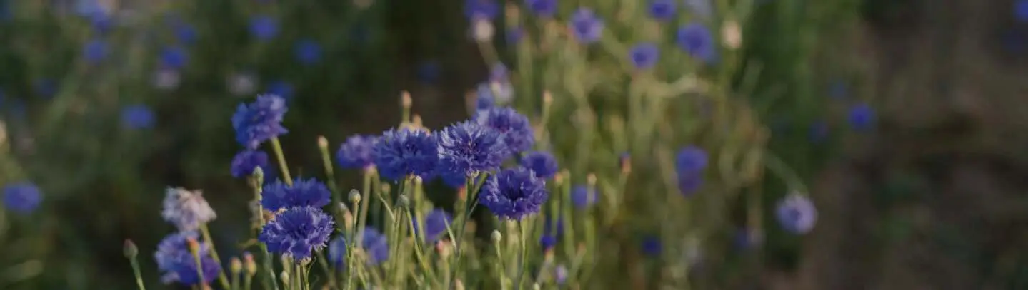 l Fields of cornflower